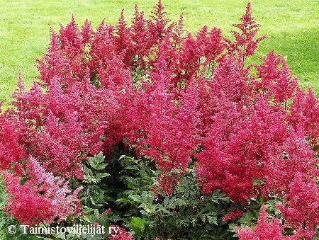 Astilbe Japonica-ryhm&auml; 'Montgomery'